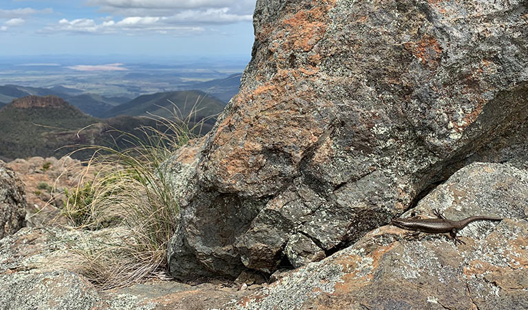 A Mount Kaputar skink suns itself on rocks in Mount Kaputar National Park. Photo: Jodi Rowley &copy; Jodi Rowley