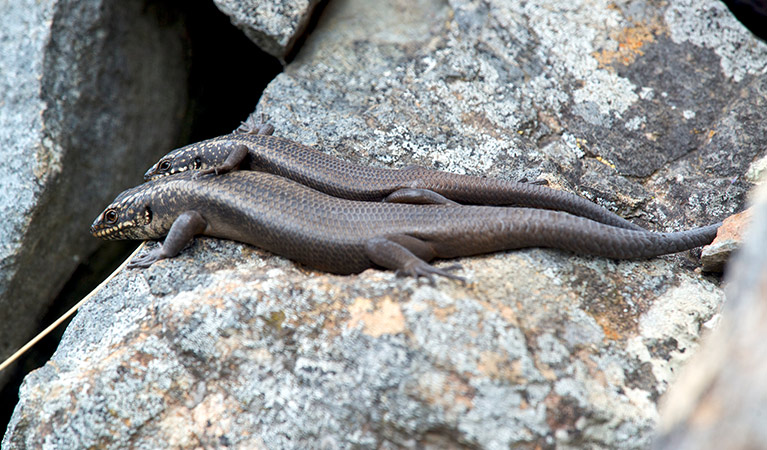 Profile view of two Kaputar rock skinks basking on rocks in Mount Kaputar National Park. Photo: Thomas Parkin &copy; Thomas Parkin