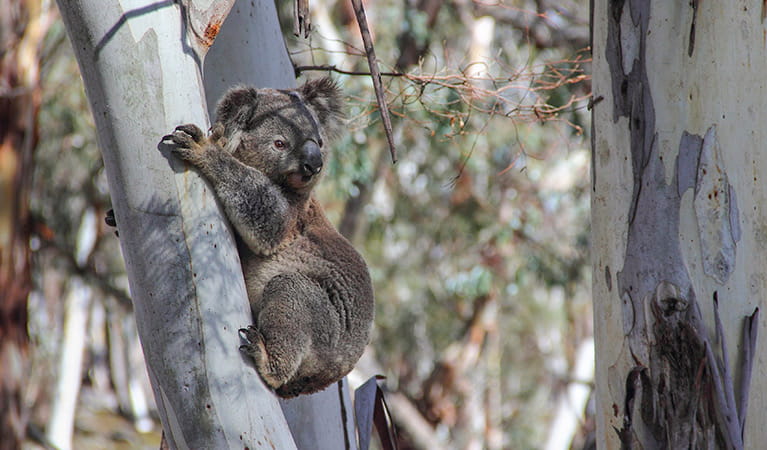 Koala | Australian threatened animals | NSW National Parks