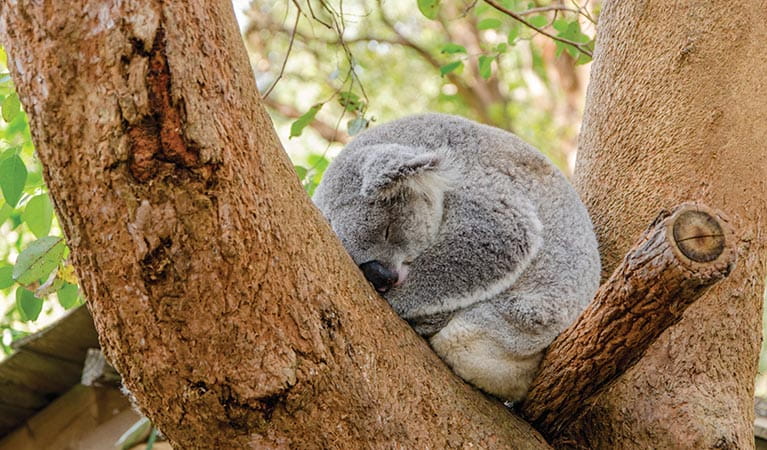 Koala slepping in a tree. Photo: John Spencer/OEH.