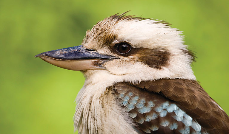 Closeup of a laughing kookaburra's head and body. Photo: Rosie Nicolai/OEH