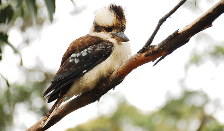 A laughing kookaburra perched on a tree branch. Photo: OEH