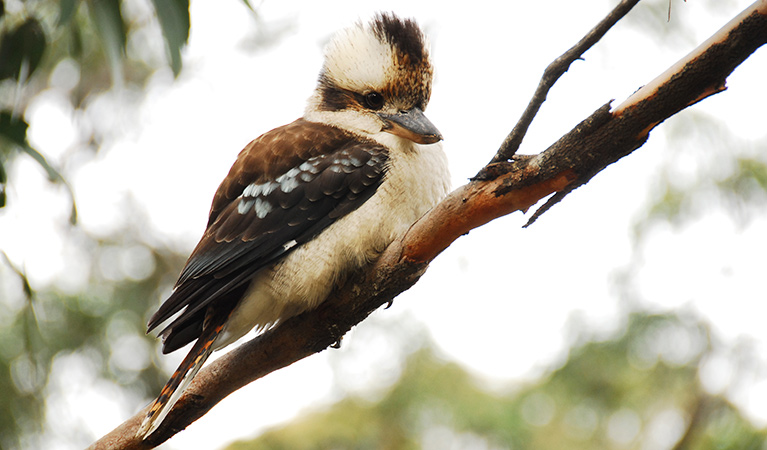 A laughing kookaburra perched on a tree branch. Photo: OEH