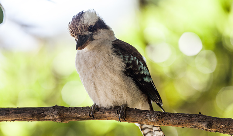 Kookaburra, Bradleys Head, Sydney Harbour National Park. Photo: David Finnegan