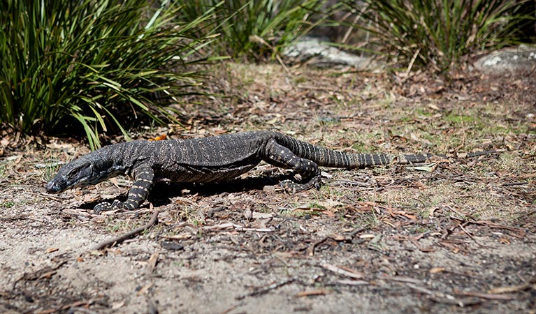  Lace monitor. Photo: Lucas Boyd