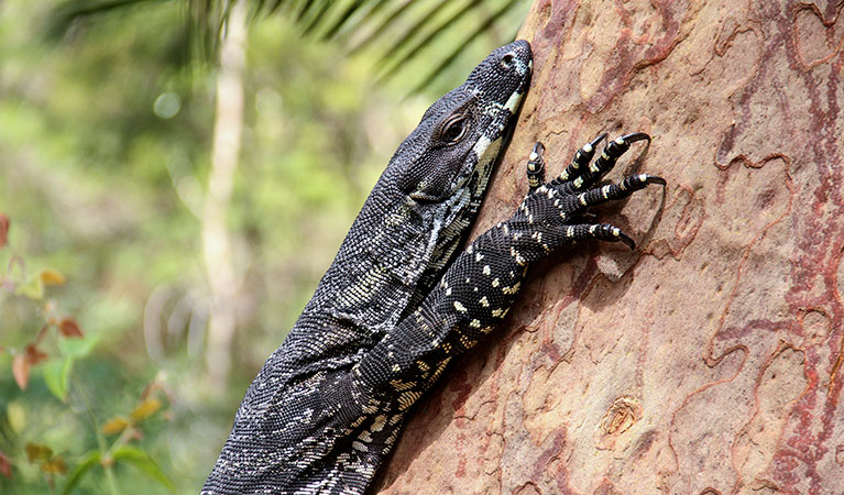 Lace monitor, Daleys Point walking track, Bouddi National Park. Photo: John Yurasek