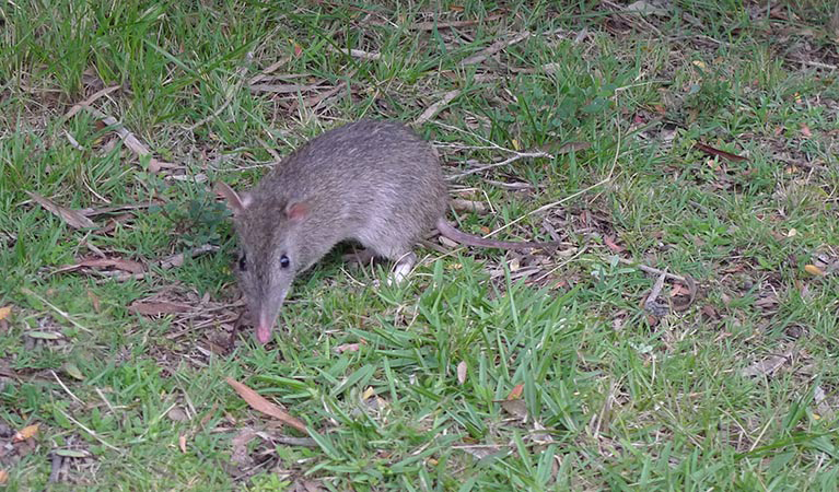 Long-nosed bandicoot, Sydney Harbour National Park. Photo: Narelle King