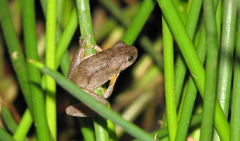 Peron's tree frog. Photo: Sascha Healy