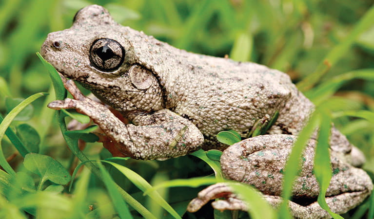 Peron's tree frog. Photo: Rosie Nicolai