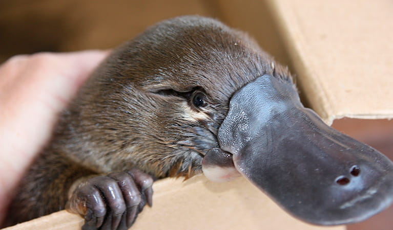 A juvenile platypus saved by National Parks and Wildlife staff. Photo: M Bannerman/OEH