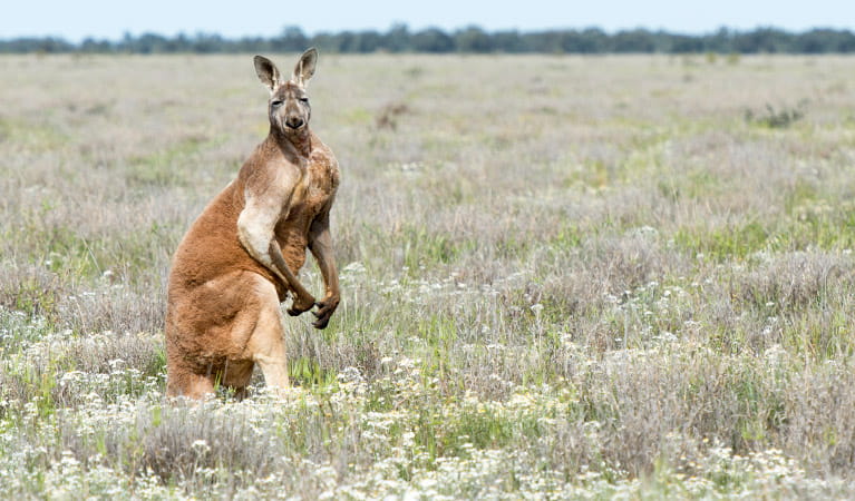 Red kangaroo, Sturt National Park. Photo: John Spencer