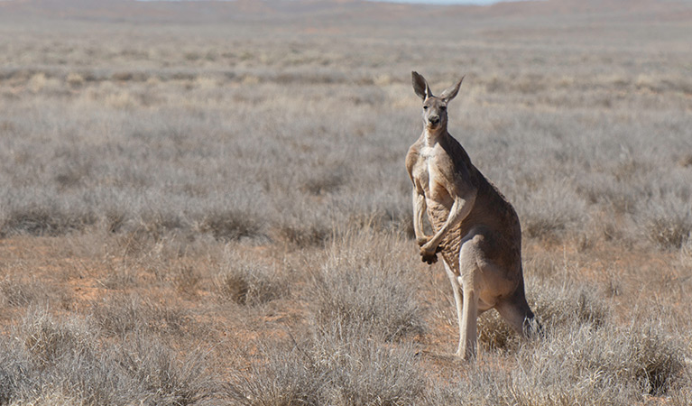 Red kangaroo, Sturt National Park. Photo: John Spencer