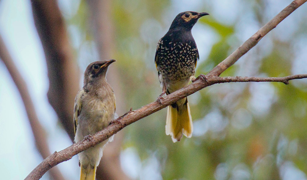 Two regent honeyeater birds perch on a tree branch. Photo: Mick Roderick &copy; MIck Roderick