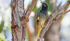 Close up of a regent honeyeater bird perched on a tree branch. Photo: Mick Roderick &copy; Mick Roderick