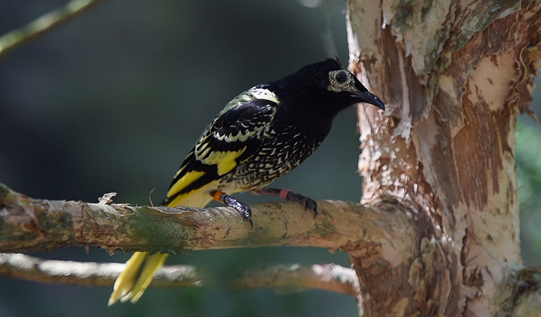 Profile view of a regent honeyeater bird showing its striking black and yellow markings. Photo: Stuart Cohen &copy; Stuart Cohen