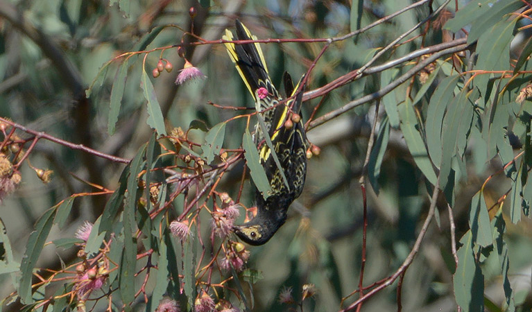 A regent honeyeater bird hangs upside down from a branch to feed on a flowering gum tree. Photo: Bruce Thompson © Bruce Thompson