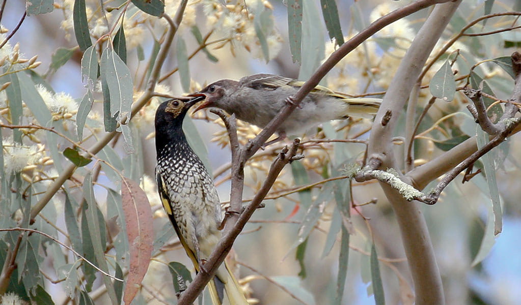 A regent honeyeater bird feeds its chick while perched on the branch of a flowering eucalypt tree. Photo: Mick Roderick &copy; Mick Roderick