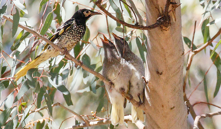 A regent honeyeater perches on a eucalypt tree branch next to its two squawking chicks. Photo: Mick Roderick © Mick Roderick