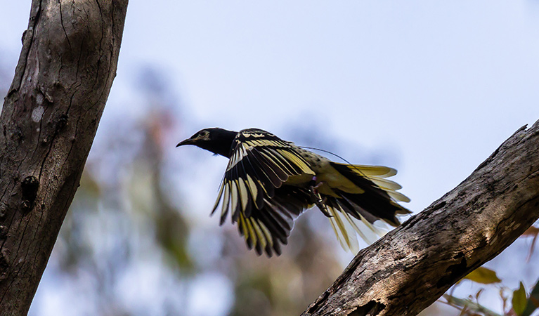 Profile of a regent honeyeater in flight. Photot: Alex Pike © DPE