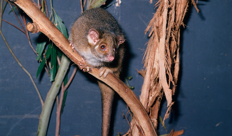 Eastern common ringtail possum. Photo: Ken Stepnell