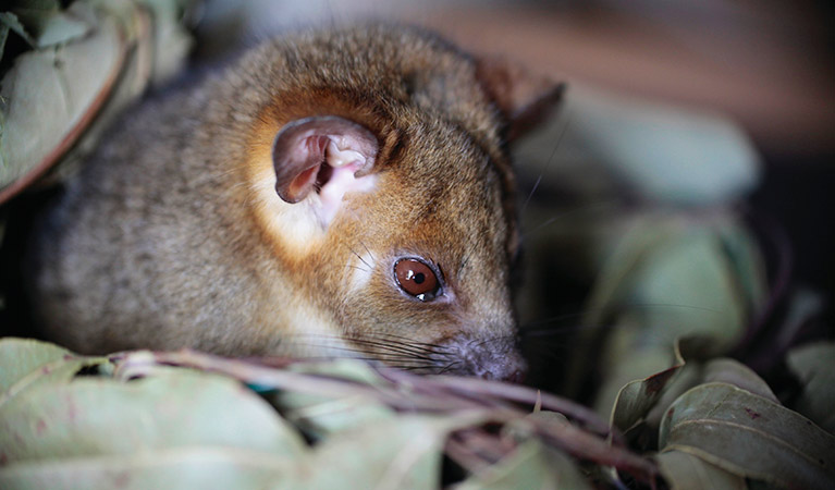 Common ringtail possum. Photo: Rosie Nicolai/OEH