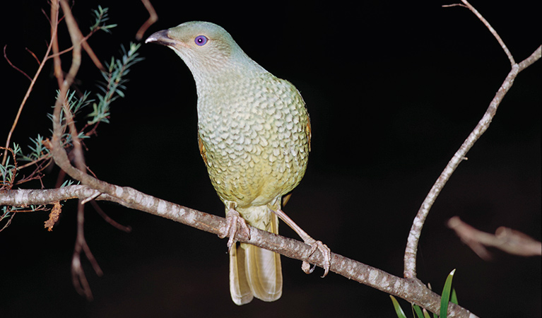 A female satin bowerbird perches on a thin tree branch. Photo: Ken Stepnell &copy; DPE