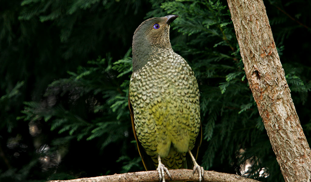 A female satin bowerbird perched on a tree branch. Photo: Rosie Nicolai &copy; Rosie Nicolai