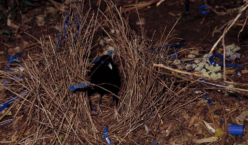 A male satin bowerbird with black plumage and blue eyes stands in a bower made of brown twigs. Photo: Ken Stepnell &copy; DPE