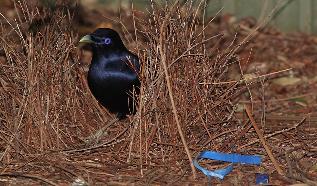 A male satin bowerbird with black plumage and blue eyes stands in a bower made of brown twigs. Photo: Peter Sherratt &copy; Peter Sherratt