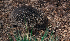 Echidna. Photo: Ken Stepnell
