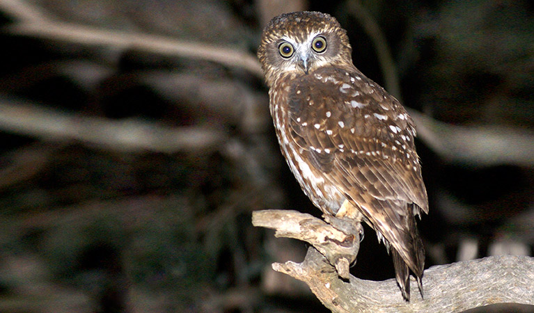 Southern boobook. Photo: David Cook