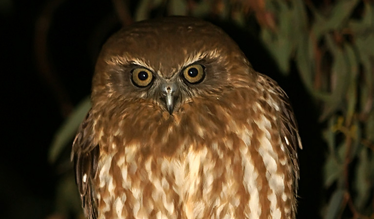 Southern boobook. Photo: David Cook