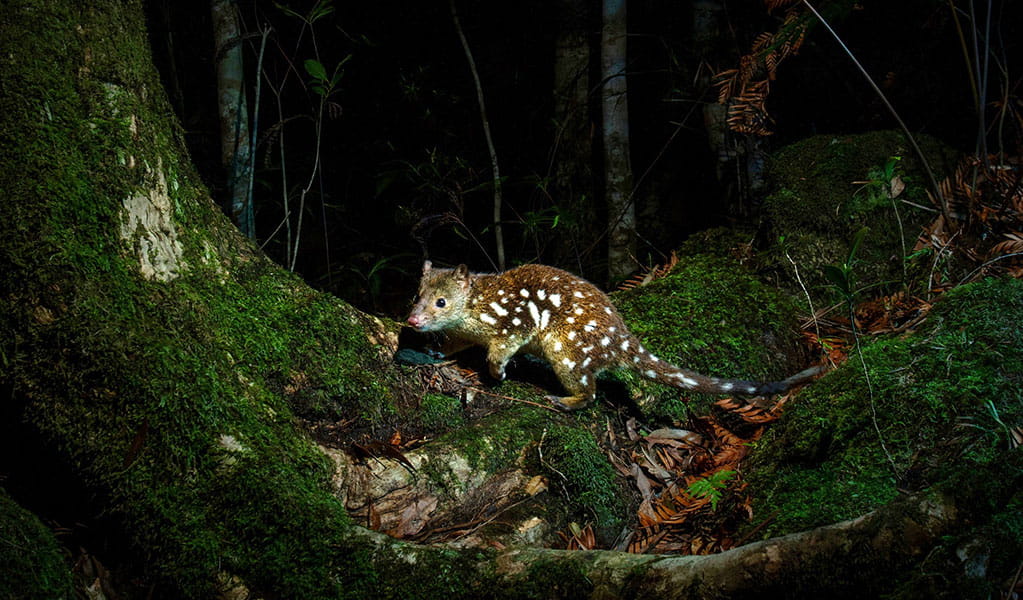 A spotted-tailed quoll walks across a moss-covered forest floor at night. Photo: Lachlan Hall &copy; Lachlan Hall