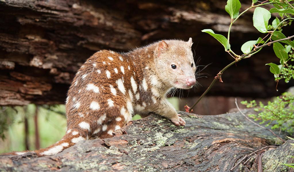 A spotted-tailed quoll sites on a rock in front of a fallen tree trunk. Photo: James Evans &copy; James Evans