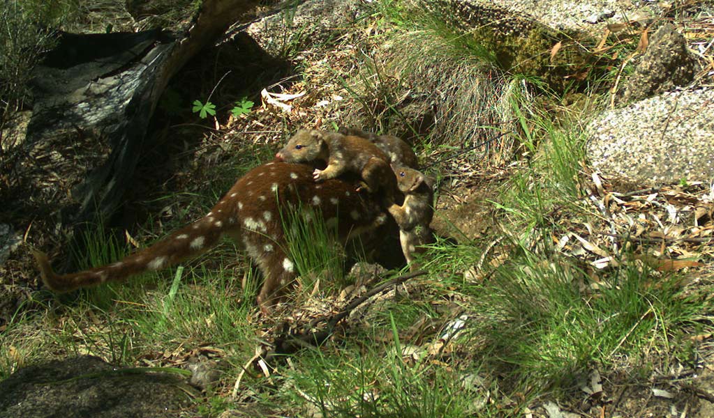 Three young quolls climb on the front and back of their mother in a grassy area near rocks. Photo: Stuart Cohen &copy; Stuart Cohen 