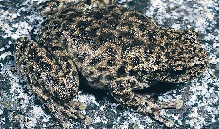 Close up of a spotted tree frog lying on a rock. Photo: Dave Hunter &copy; Dave Hunter