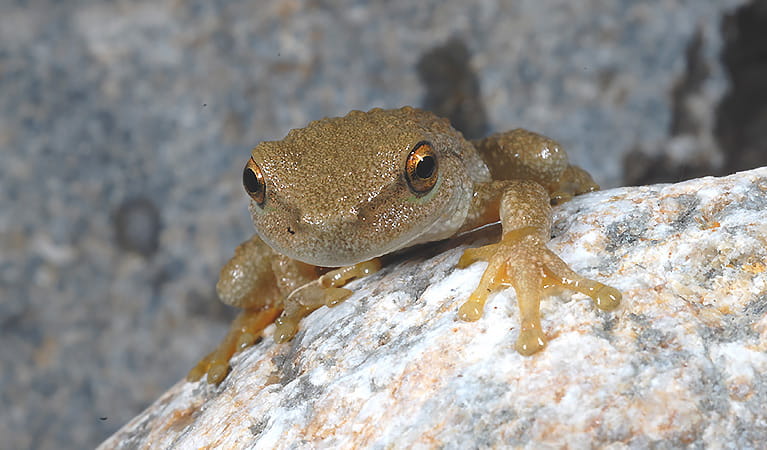 Front-on view of a spotted tree frog on a rock. Photo: Dave Hunter &copy Dave Hunter