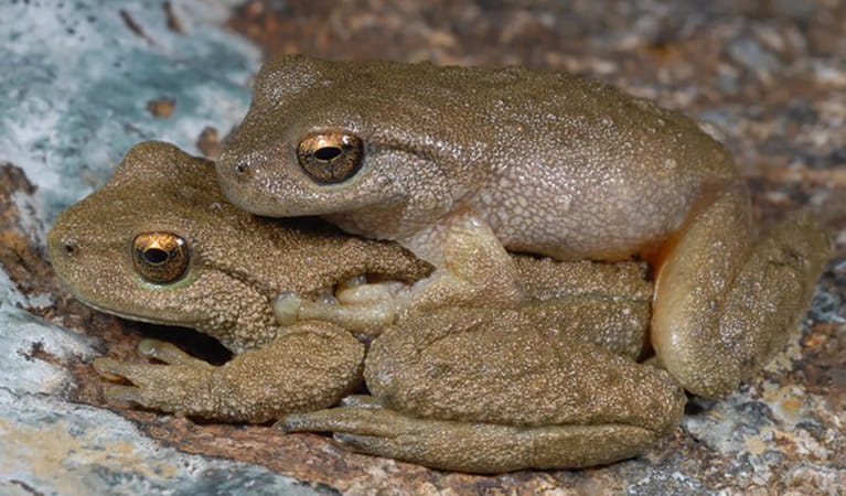 One spotted tree frog on the back of another, on rocks. Photo: Dave Hunter &copy; Dave Hunter