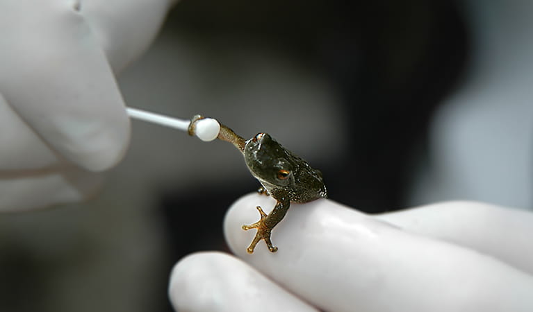 White gloves hands hold a spotted tree frog has it's swabbed for chytrig fungus. Photo: Stuart Cohen &copy; Stuart Cohen and DPE