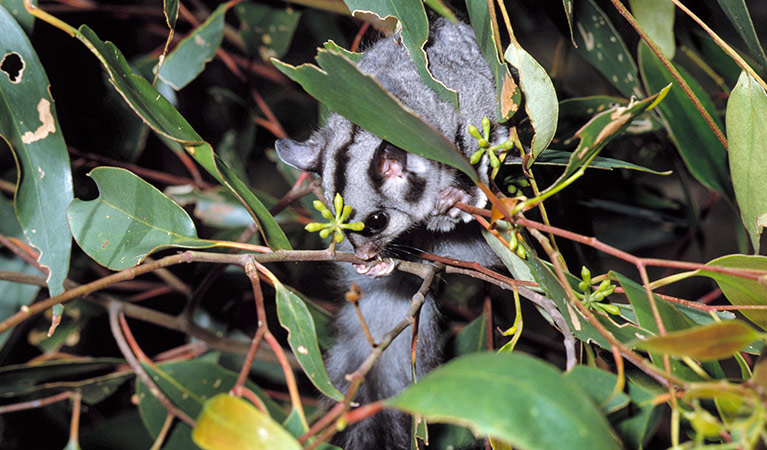 Sugar glider. Photo: Ken Stepnell