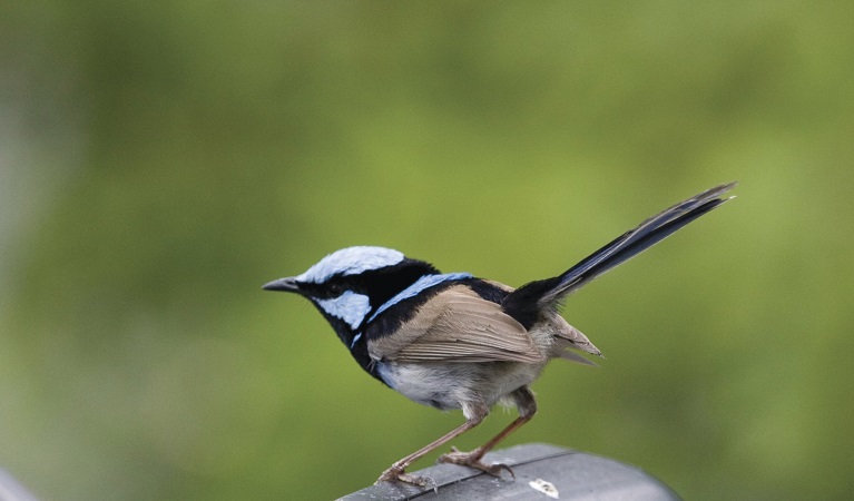 Superb fairy wren. Photo: Rosie Nicolai