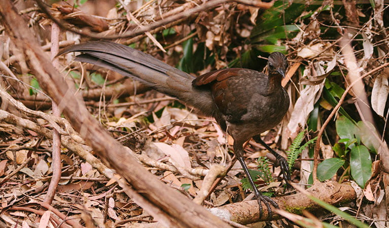  Superb lyrebird, Minnamurra Rainforest, Budderoo National Park. Photo: David Finnegan