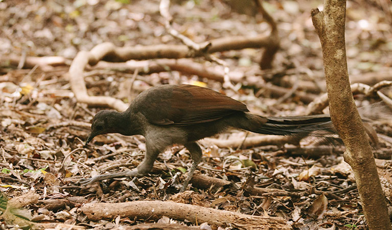 Superb lyrebird, Minnamurra Rainforest, Budderoo National Park. Photo: David Finnegan