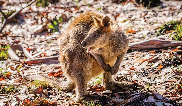 Swamp wallaby in Mount Kaputar National Park. Photo: Simone Cottrell/OEH