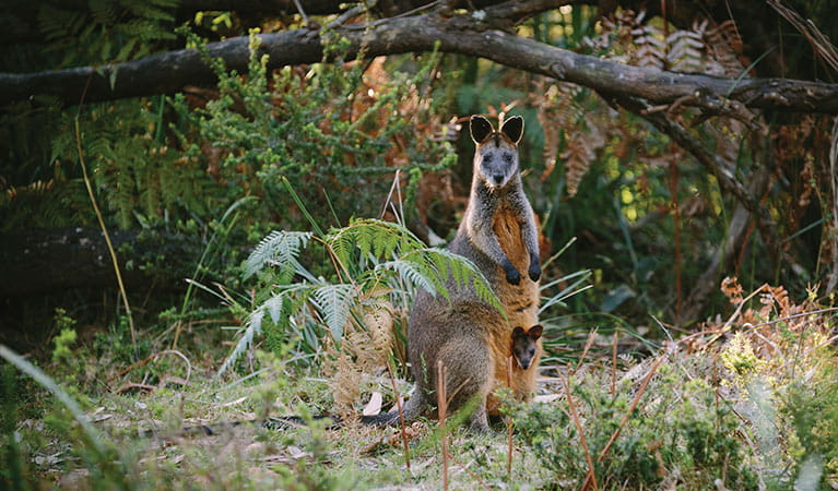 Swamp wallaby in Murramarang National Park. Photo: David Finnegan