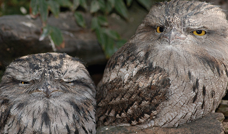 Tawny frogmouth. Photo: Simone Cottrell