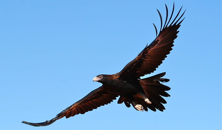Wedge-tailed eagle. Photo: Kelly Nowak