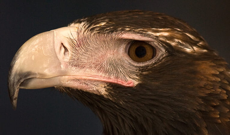 Wedge-tailed eagle. Photo: John Turbill