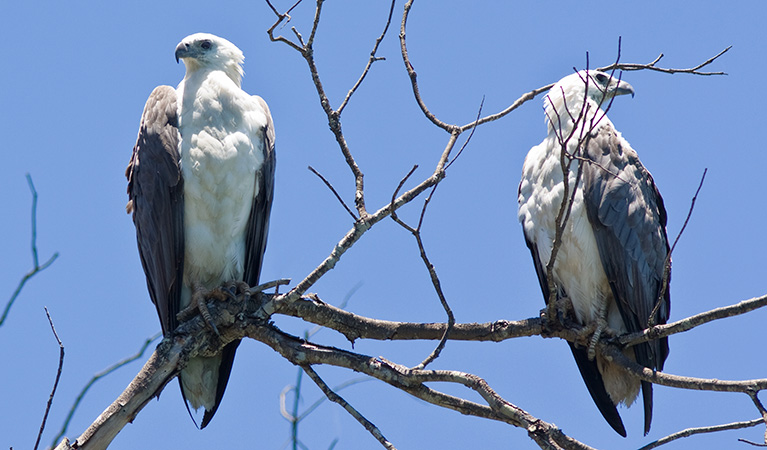 White-bellied sea eagle. Photo: John Turbill