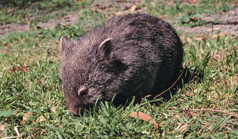 Bare-nosed wombat. Photo: Keith Gillett